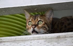 and9gcttidkyyj0-catagsmor7ds350tilxxv9m3gpipy6abtsuqq4wzsw.jpg